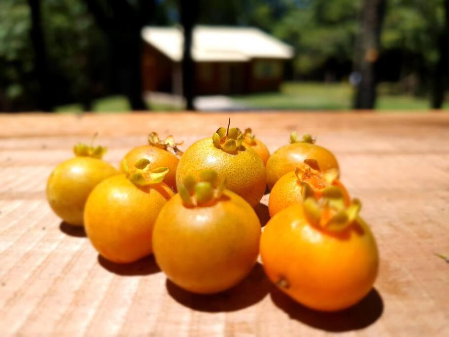 Sitio Recanto Feliz Gramado Dış mekan fotoğraf