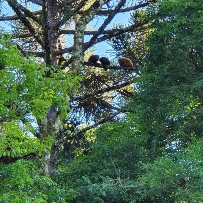 Sitio Recanto Feliz Gramado Dış mekan fotoğraf